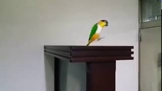 Caique parrot jumping [upl. by Aissert119]