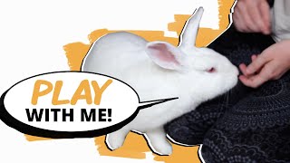 5 Ways to PLAY With Your Rabbit [upl. by Weidar]