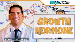 Endocrinology  Growth Hormone [upl. by Ayra808]