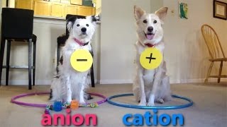 Dogs Teaching Chemistry  Chemical Bonds [upl. by Aniuqal]