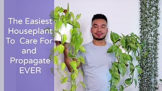 How to Care and Propagate Your Pothos From Cuttings  The Perfect Houseplant for Beginners [upl. by Paton]