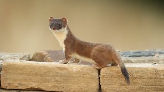 Bandita The Super Stoat Mum Raises Cute Kits  Discover Wildlife  Robert E Fuller [upl. by Atteuqram578]