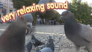 Dove Sound Pigeon Cooing Cuddling Sound [upl. by Burgwell]