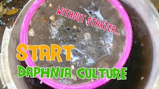 How to culture daphnia moina the easy way 1  Starting the Daphnia culture [upl. by Power]