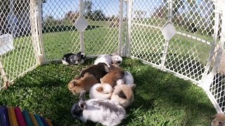 11 Baby Bunnies Playing Outside [upl. by Sabina]