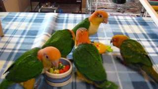 Baby caiques and Conure play time [upl. by Lissie858]