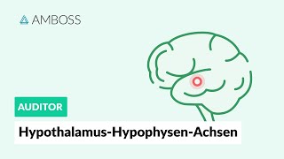 HypothalamusHypophysenAchsen  Zentrale Regulation des endokrinen Systems  AMBOSS Auditor [upl. by Arenahs791]