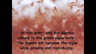 Daphnia  How to grow daphnia in your home [upl. by Jehanna940]