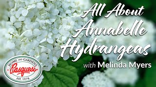 All About Annabelle Hydrangeas [upl. by Ahsiel]