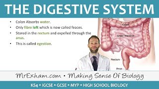 The Digestive System  GCSE Biology 91 [upl. by Amora]