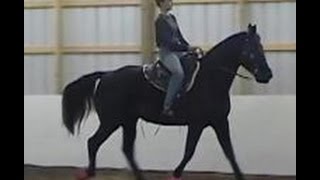 The Gaited Horse Gait Spectrum [upl. by Calley]