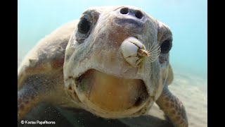 What Are Barnacles  Sea Turtle Science [upl. by Adilem]