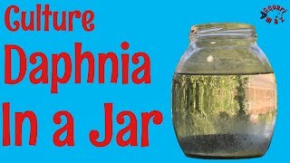 How to Culture Daphnia in a Jar [upl. by Kessler]