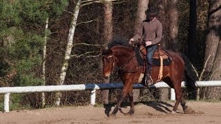 Équitation éthologique  En Selle  Pas Trot amp Galop [upl. by Sigismundo313]