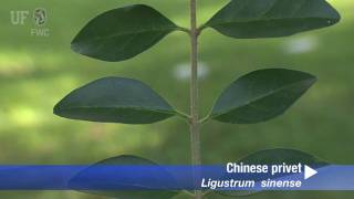 Chinese privet Ligustrum sinense [upl. by Anirrak]