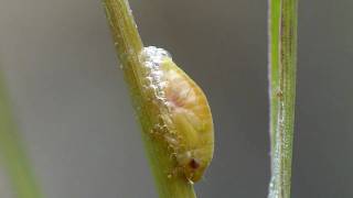 Froghopper nymph creating quotCuckoo spitquot [upl. by Yahsel337]