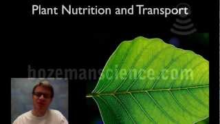 Plant Nutrition and Transport [upl. by Marijane50]