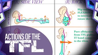 Actions of the TFL Tensor Fascia Latae  Yoga Anatomy Lesson [upl. by Noraa381]