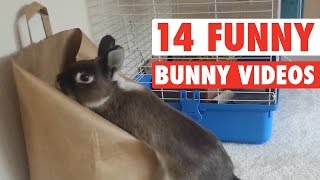 Funny Bunny Moments [upl. by Nimajnab]