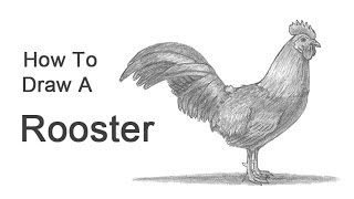 How to Draw a Rooster [upl. by Lebasile136]