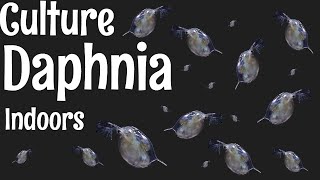 How to Culture Daphnia [upl. by Ajroj19]