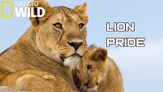 Lion Pride 2020  Working Together To Survive  National Geographic Documentary HD Wild Life [upl. by Tedmann104]