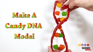 Make A Candy DNA Model  STEM Activity [upl. by Enimzaj]