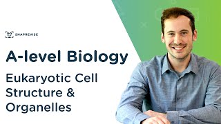 Eukaryotic Cell Structure amp Organelles  Alevel Biology  OCR AQA Edexcel [upl. by Nuriel]