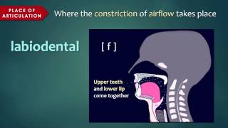 Introduction to Articulatory Phonetics Consonants [upl. by Yatnahs]