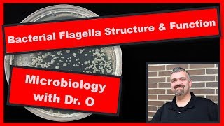 Bacterial Flagella Structure and Function Microbiology [upl. by Arehsat]