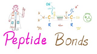 Peptides and Peptide Bonds  Amino Acids Dipeptides Oligopeptides Polypeptides  Biochemistry [upl. by Sueddaht]