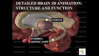 Human Neuroanatomy Detailed Brain 3D Animation  Structure and Function [upl. by Cheyney]