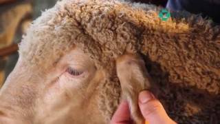 MSD Animal Health Sheep treatment techniques [upl. by Darell]