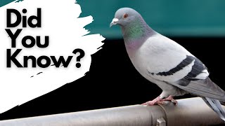 Things you need to know about FERAL PIGEONS [upl. by Saitam]