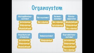 Vävnader organ och organsystem [upl. by Woodley]