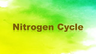 Nitrogen Cycle Nitrogen Fixation Nitrification Assimilation Ammonification and Denitrification [upl. by Itagaki]