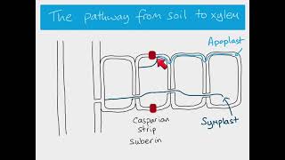 AS Biology  water pathways through a plant [upl. by Genet]