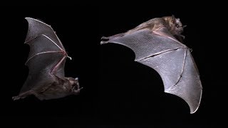 Bats  Mind blowing flying Capabilities in slow motion [upl. by Oppen]