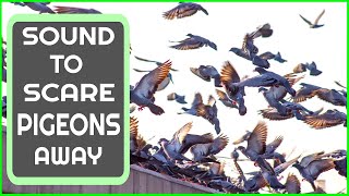 Sound To Scare Pigeons  PIGEON REPELLENT [upl. by Eesyak]