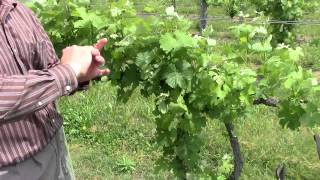 Spring Vineyard Pruning [upl. by Riess]