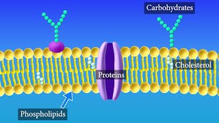 Cell Membrane Structure and Function [upl. by Amato]