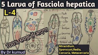 Fasciola hepaticaLarval Stages of Liver FlukeMiracidiumSporocystRediaCercariaMetacercariaBSc1 [upl. by Aduh]