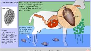 Life cycle of Fasciola hepatica  the Liver fluke [upl. by Erv694]