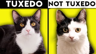 Tuxedo Cat 101  Everything You Need To Know About Tuxedo Cats [upl. by Aekin]