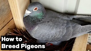 How to Breed Pigeons  Step by Step [upl. by Ness246]