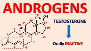 Pregnenolone — The Mother of Steroid Hormones [upl. by Xavier121]