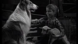 Lassie  Episode 214  quotThe Killerquot  Season 6 Ep 32  04171960 [upl. by Eilujna]