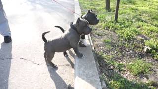 Adorable American Bully puppies [upl. by Aramak]