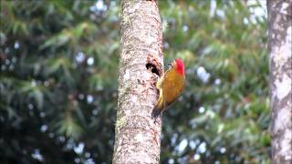 Pájaro carpintero cariblanco Colaptes rubiginosus [upl. by Ykciv]