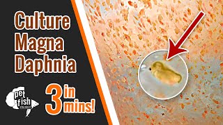 How to culture DAPHNIA MAGNA  The easy way [upl. by Ellesor]